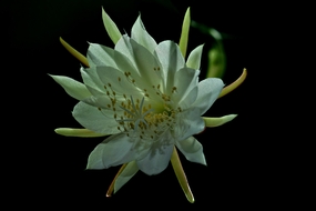 白色昙花盛开摄影图片